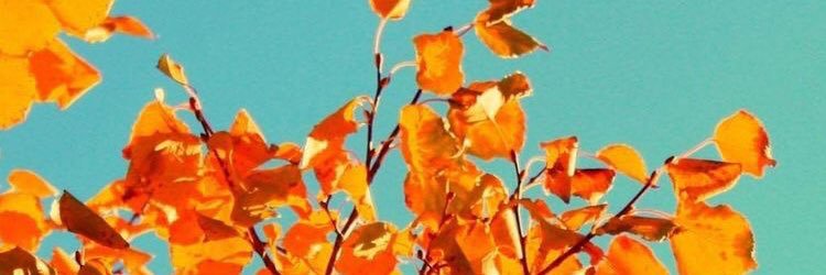 ChelcMcG12's profile banner image