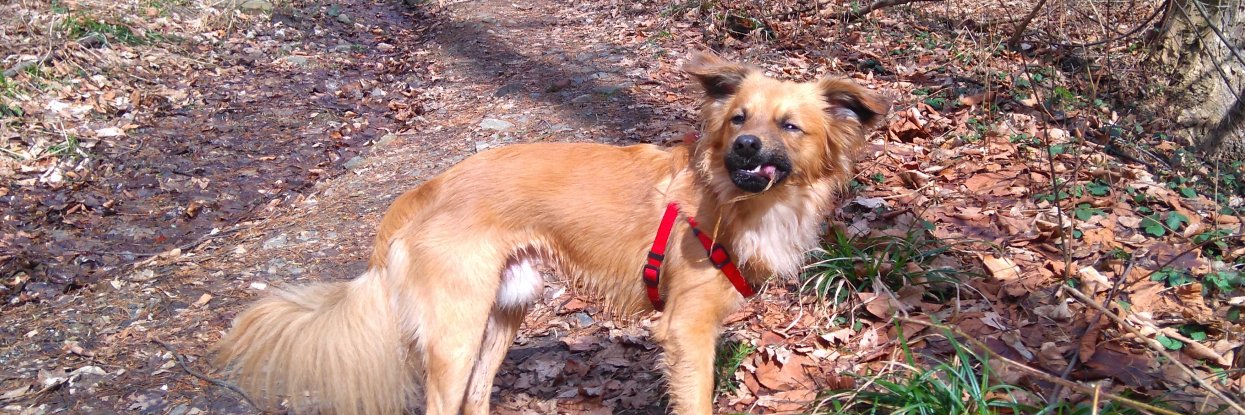 Marcin Traczyk banner