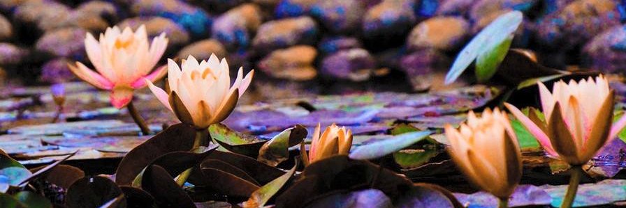 Manish 🇮🇳 🍀 banner