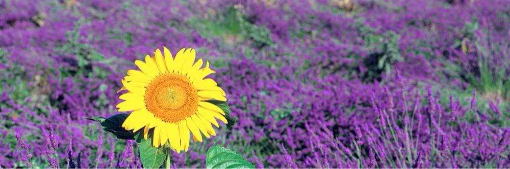 DaisyTrueman's profile banner image