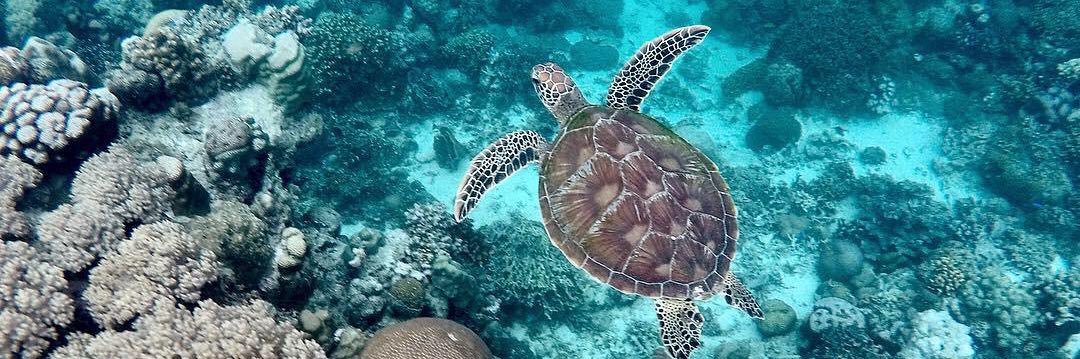 𝕋𝕐ℂ𝔸 φ ⏚ 🟥⚽️💧🧹🐢/ 🅽°4441 banner