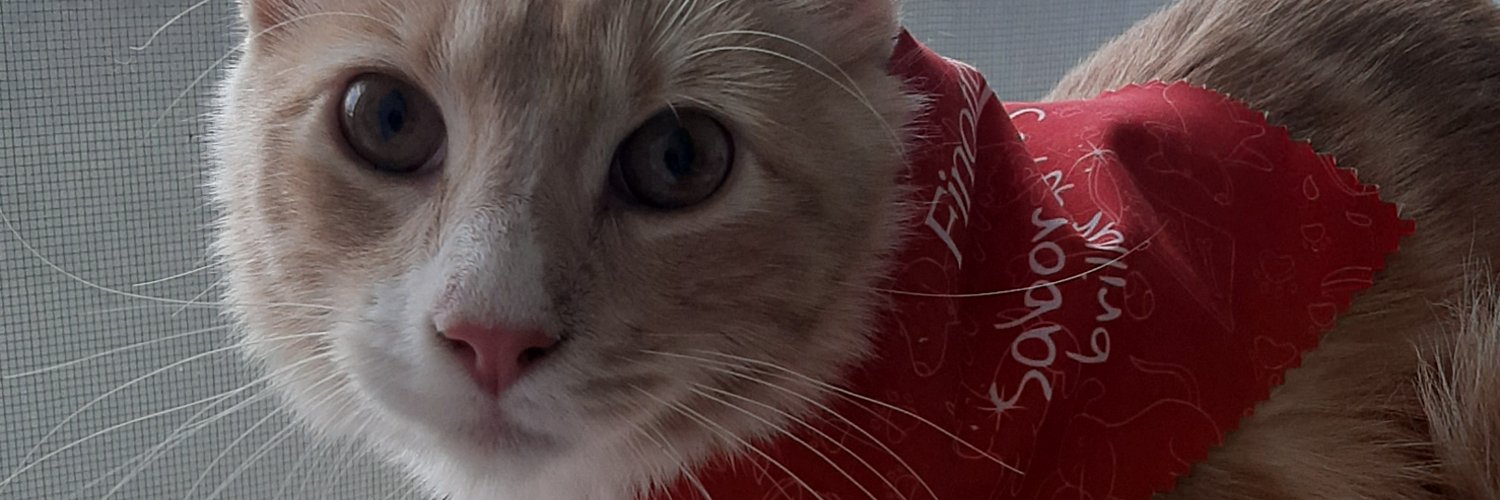 belenyears's profile banner image