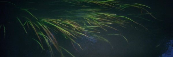 alecness Profile Banner
