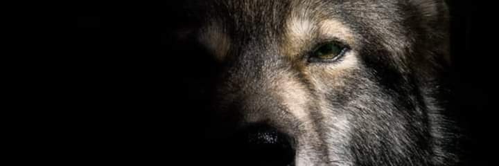 Asenna1071's profile banner image