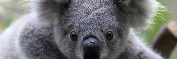 ValeriaVerdi Profile Banner