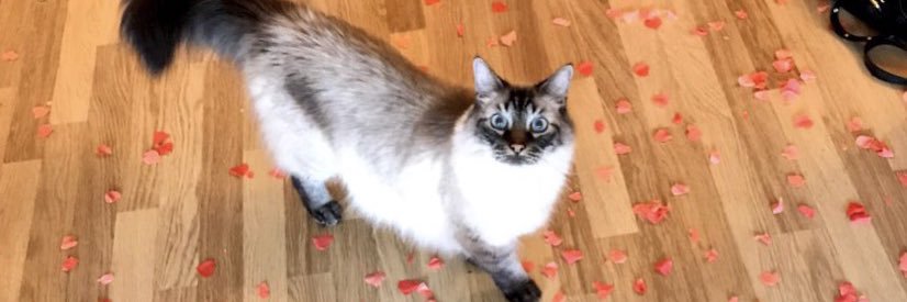 Isabelle Chataignier banner