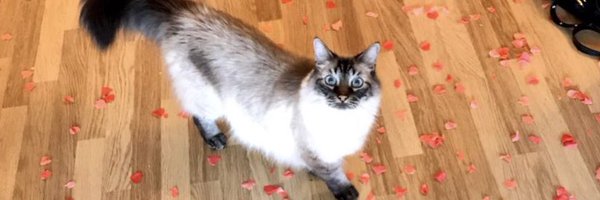 Chateigneuse Profile Banner