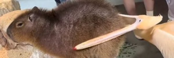 Capybara_korea Profile Banner