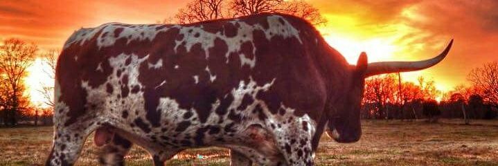 BlockRikki's profile banner image