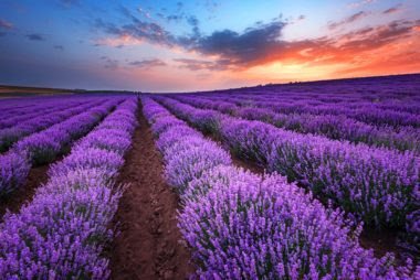 Lavender banner
