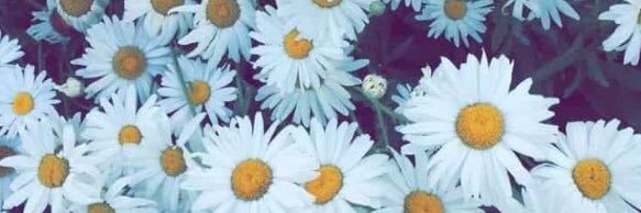 feli_elwart's profile banner image