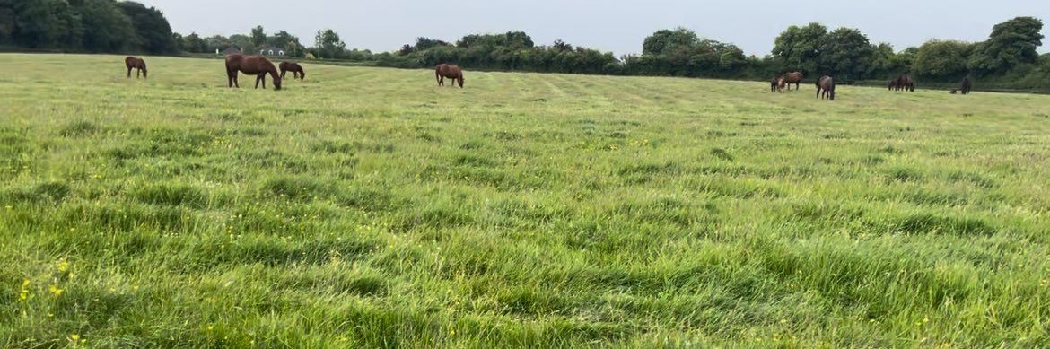 loughtownstud's profile banner image