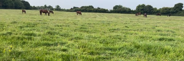 loughtownstud Profile Banner