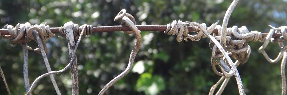 Luz Garcia Peruzzi banner