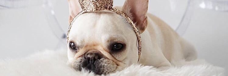 Emily_Kogod's profile banner image