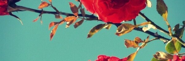kati Profile Banner