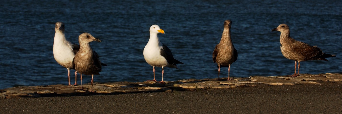RoboFrance2012 banner