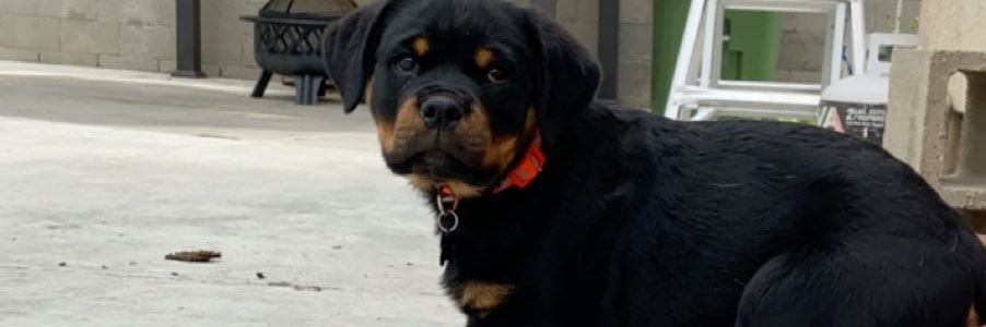 Tonnizzles's profile banner image