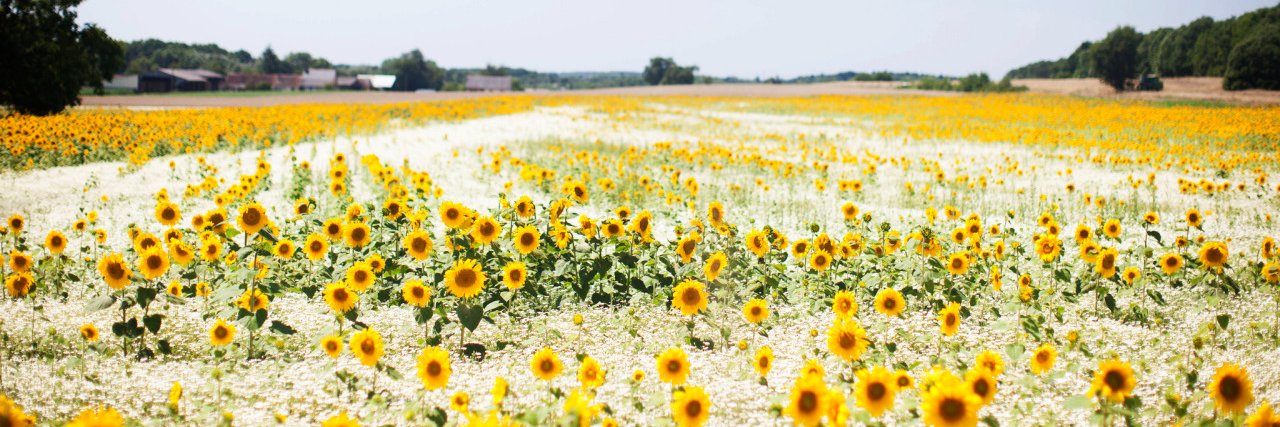 Tasha ☀️ banner