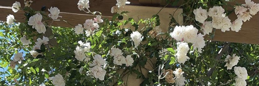 brookemorrisse3's profile banner image