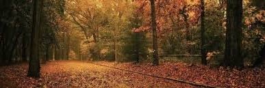 naffsull's profile banner image