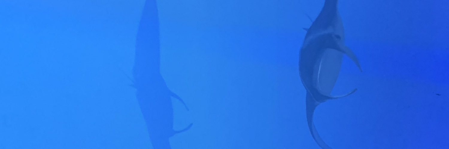 CArbelot's profile banner image