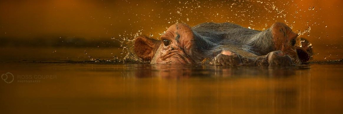 Batwa reubicada en otra selva. banner