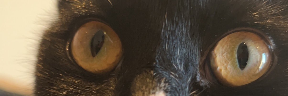 paddyportercfc's profile banner image