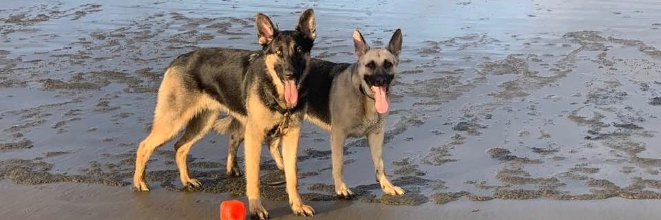 Laura Kosloff banner