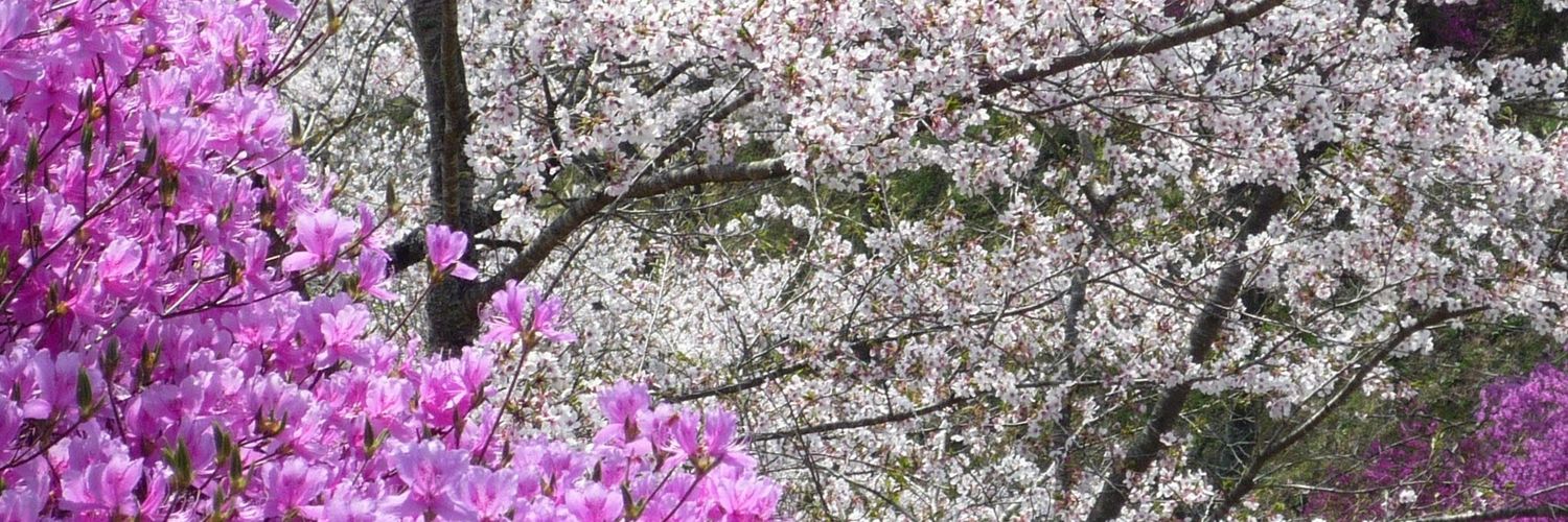 いろはに転生 banner