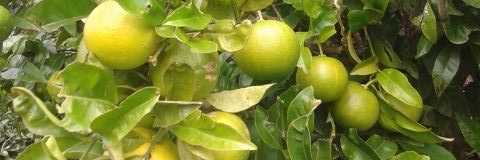 I_Carball's profile banner image