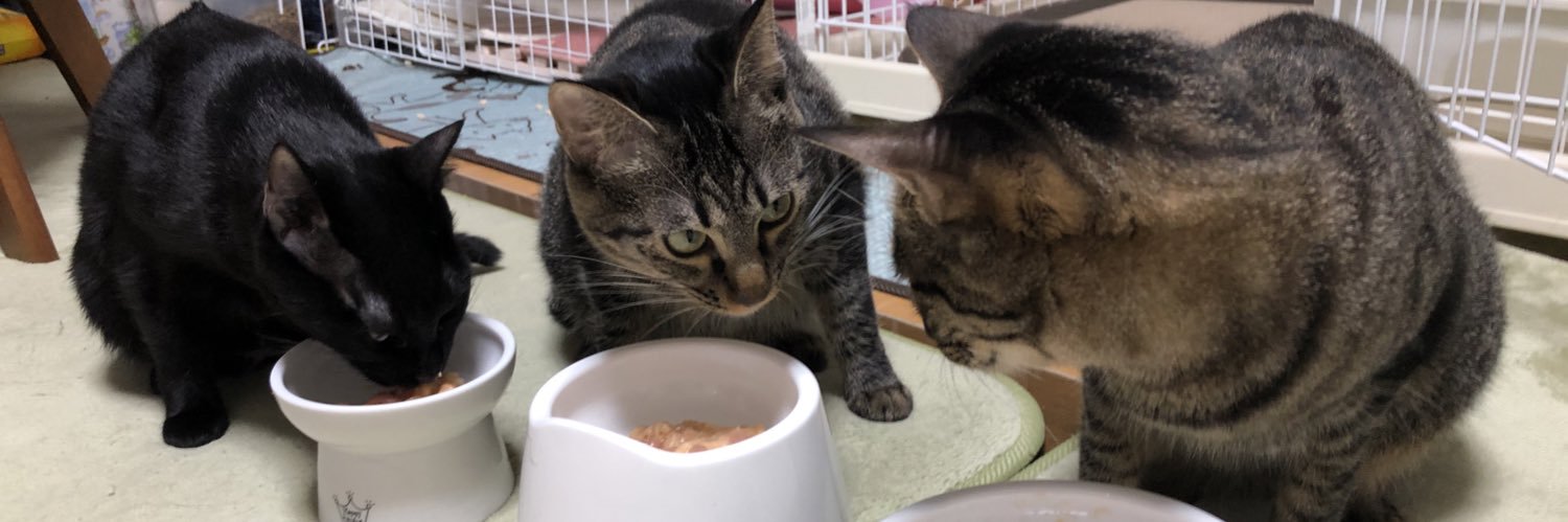 グラコロ@みみぽんナッツ banner