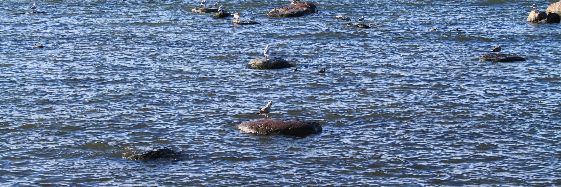 Mathilde Adjutor banner