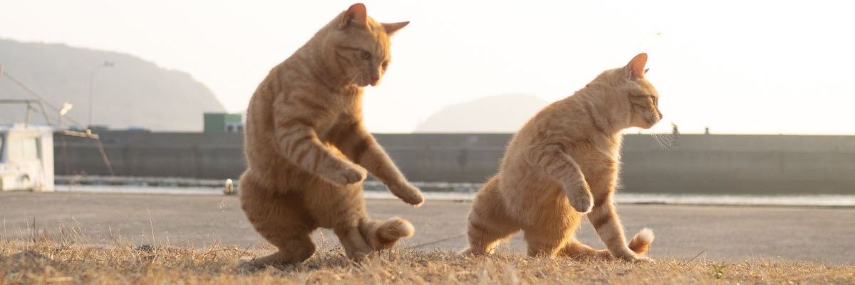 せー@sho_nai banner