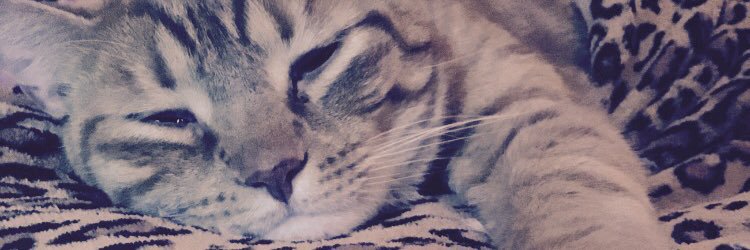 gabbercats's profile banner image