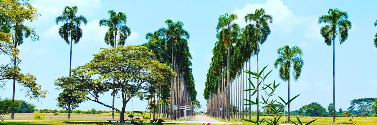 Lizeth Llanos banner