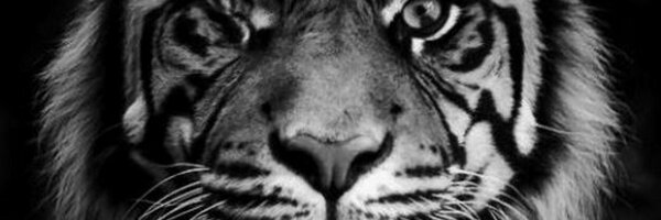 ChtiteLa Profile Banner