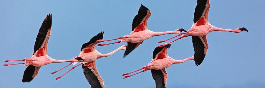 🇪🇺🇫🇷🇺🇦🇬🇱💉💉💉🎗️△ banner