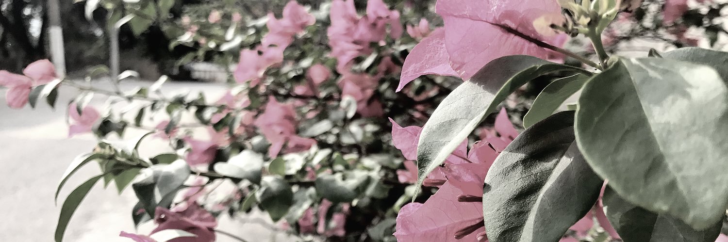 rosegr52's profile banner image
