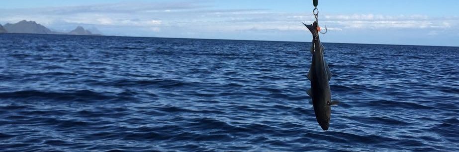 Hanne-Mari Bennett banner