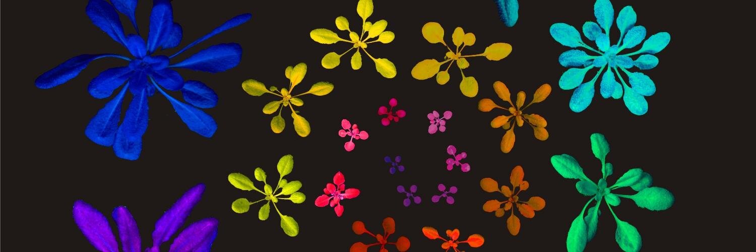 🌱Pierdomenico Perata banner