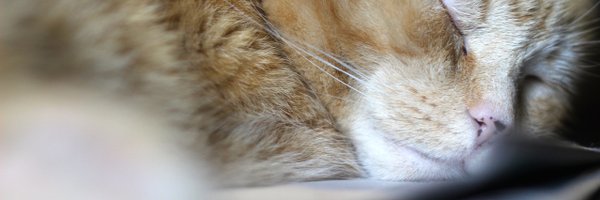 brimmerbeller Profile Banner