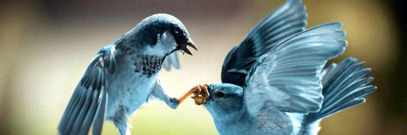 Mousse Pomares banner