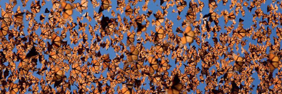 Vanessa Stuart banner