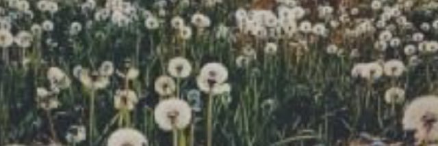 ashleyella_'s profile banner image