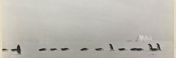 lattice Profile Banner