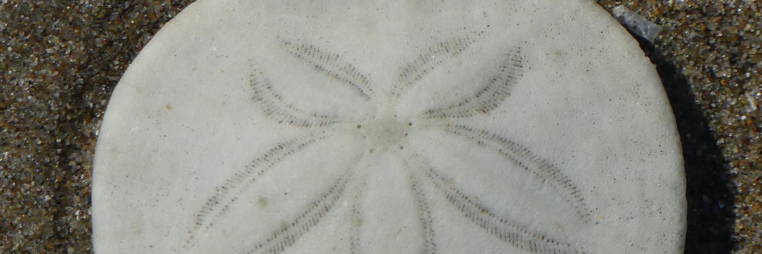 D°H°V°C°S°N°V | banner