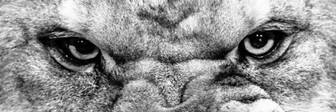 Legendary_Nytro's profile banner image
