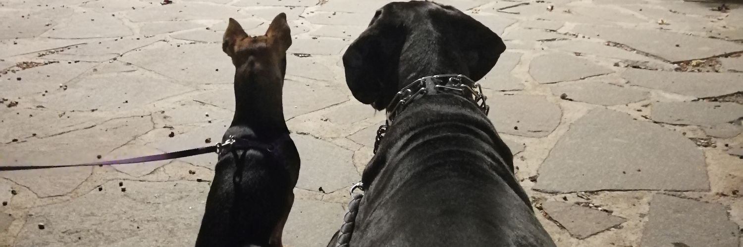 SamuCarpio's profile banner image