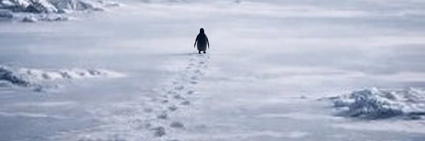 𝓛𝓸𝓻𝓭 𝓑 🦜🌿 banner